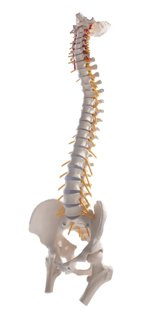 Chiropractic Adjustment Bones